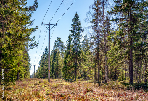 Power supply line with three wire poles, sunny day, pine tree forest, North Sweden, nearby to Umea city © Alexandre Patchine