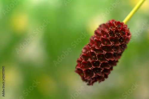 Beautiful red flower on green natural background. Macro. Sanguisorba officinalis. Plant close up photo