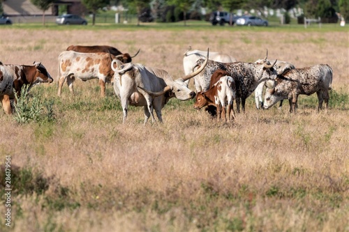 Wallpaper Mural Longhorn cattle in field or pasture. Torontodigital.ca