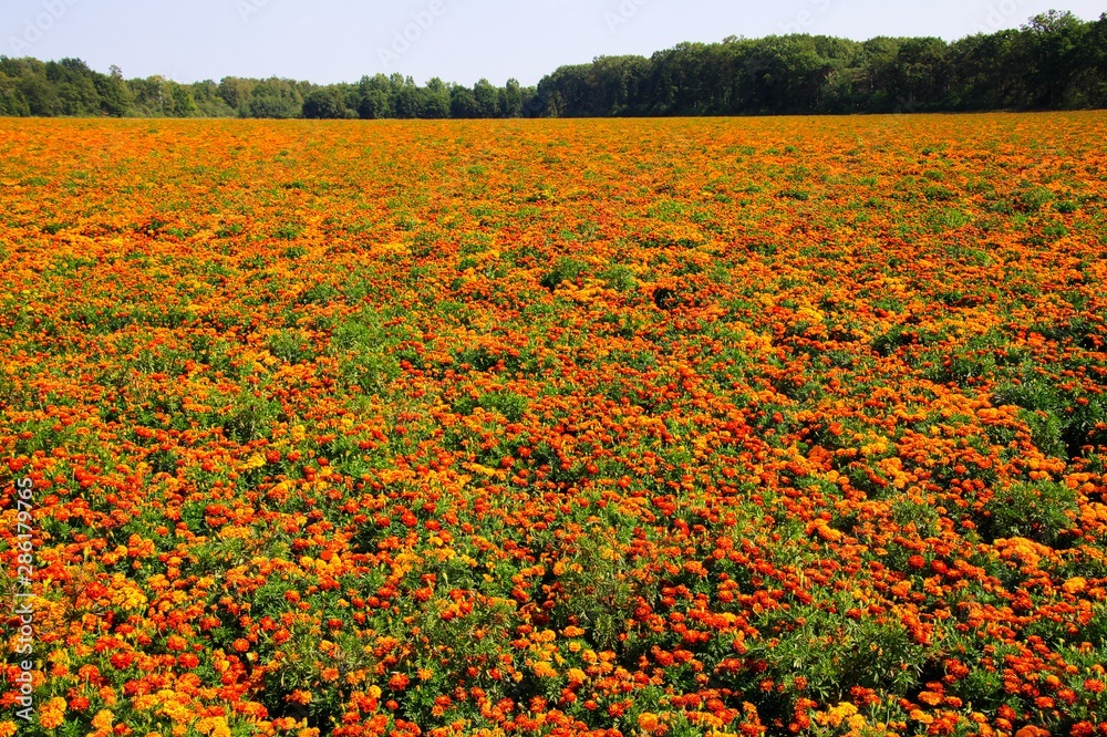 Obraz Widok na niekończące się pole z niezliczonymi żółtymi i pomarańczowymi kwiatami nagietka (Tagetes erecta i patula) - Holandia, Limburg między Roermond i Venlo