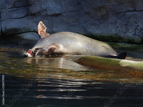 Seal playing in water