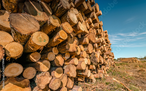 Perspective view of pile of pine tree logs in a forest after clear cut of forest nearby Umea city, Northern Sweden. Very sunny summer day photo