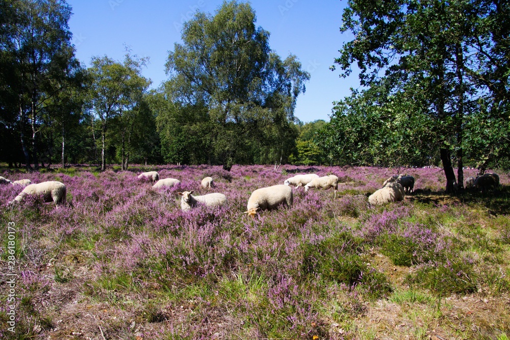 Obraz premium View on herd of sheep grazing in glade of dutch forest heathland with purple blooming heather erica plants (Ericaceae) - Venlo, Netherlands, Groote Heide