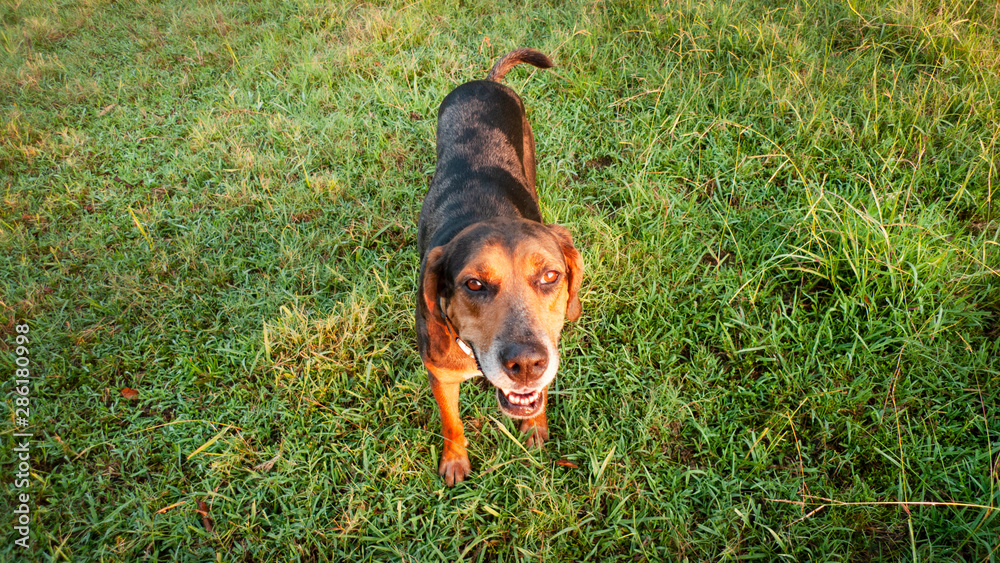 Hound dog with silly grin, standing in tall grass