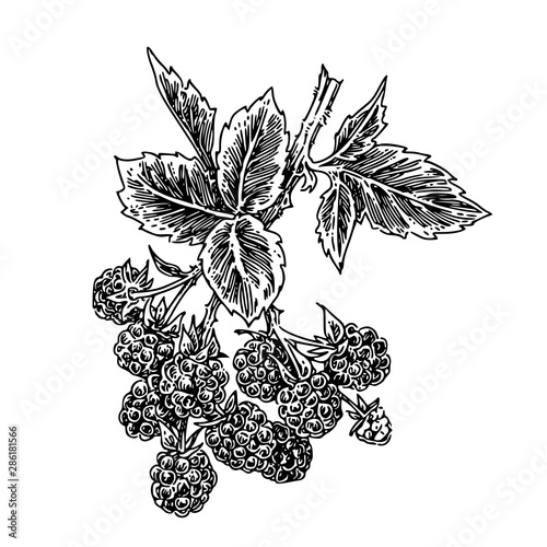 Branch of blackberry with leaves and berries. Sketch. Engraving style. Vector illustration.