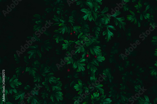 dark green leaves  abstract flora texture