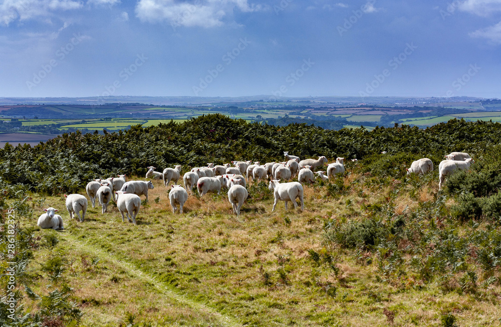Obraz premium flock of sheep