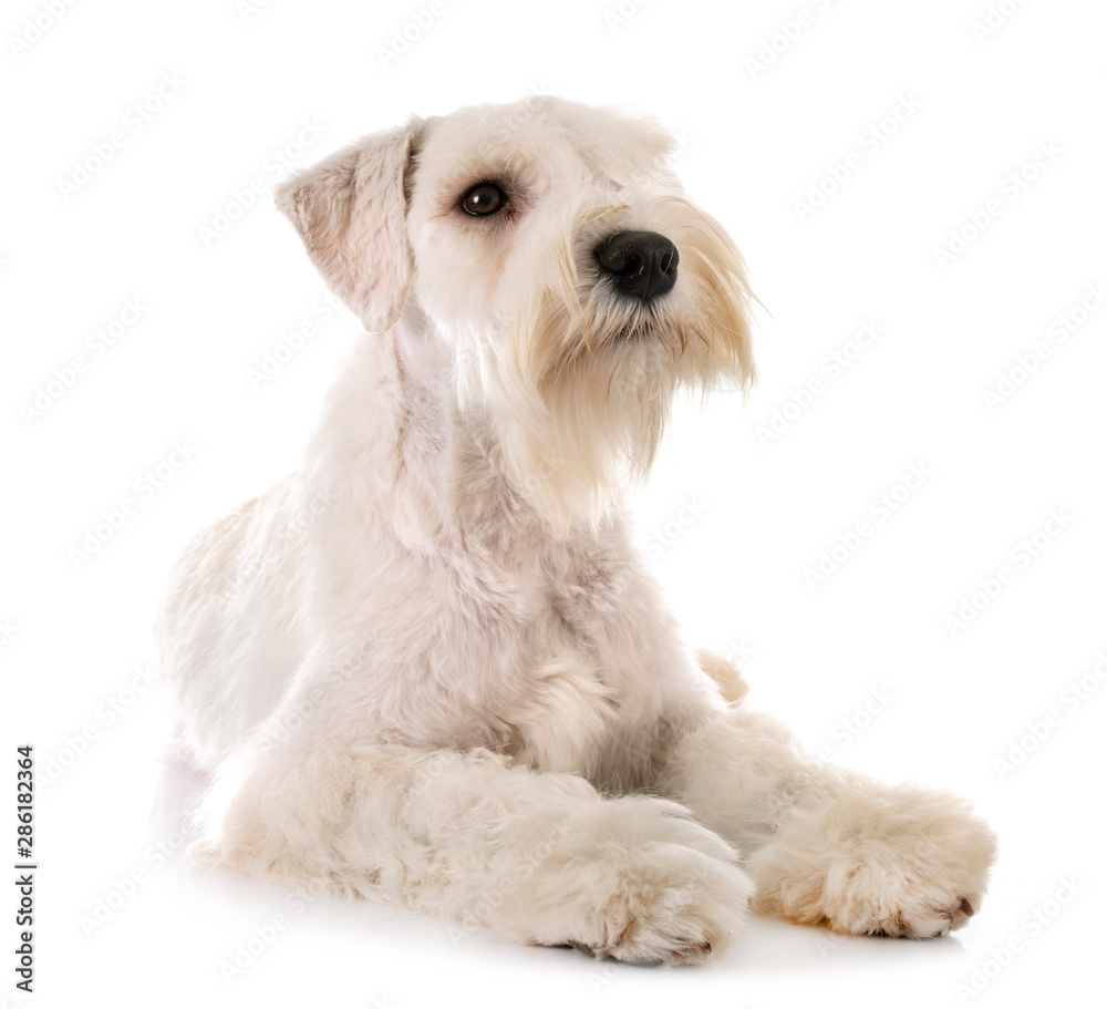 miniature schnauzer in studio