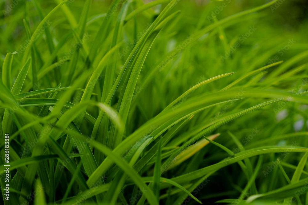 Fototapeta premium Texture, Background - Juicy Grass