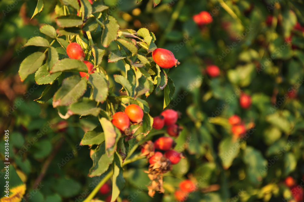 Red berries on tree. Rosehip bush with lush green foliage and juicy ripe red berries with glossy surface shining in bright sunlight of autumn sunset. Fresh green leaves background. Beauty of harvest 