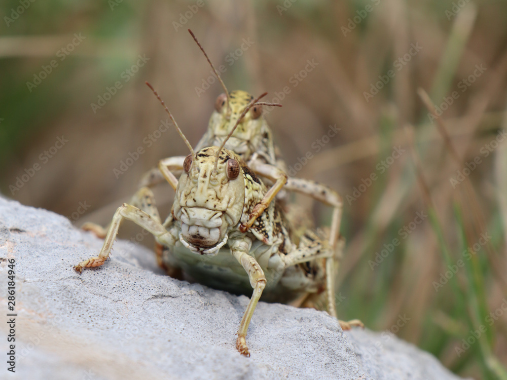 grasshopper copulation grasshopper copulation
