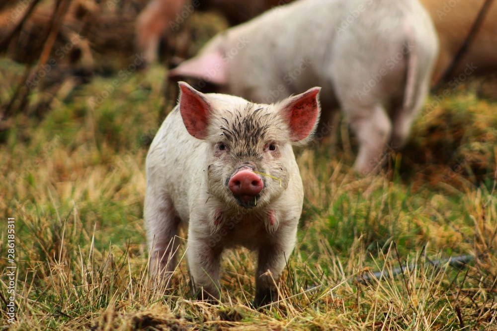 pig on the farm pig on the farm