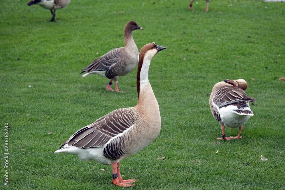 Nilgänse