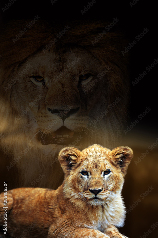 Naklejka Male lion and cub portrait on savanna landscape background