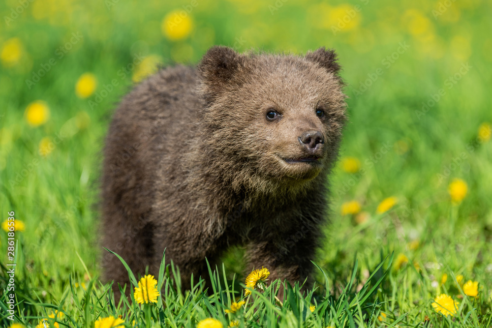 Brown bear cub playing on the summer field. Brown bear cub playing on the summer field.
