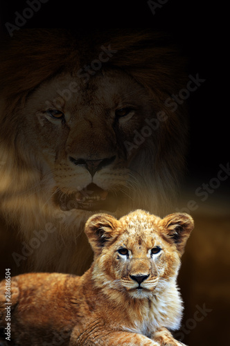 Male lion and cub portrait on savanna landscape background