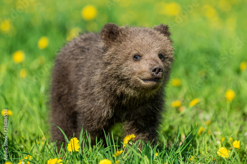 Brown bear cub playing on the summer field.