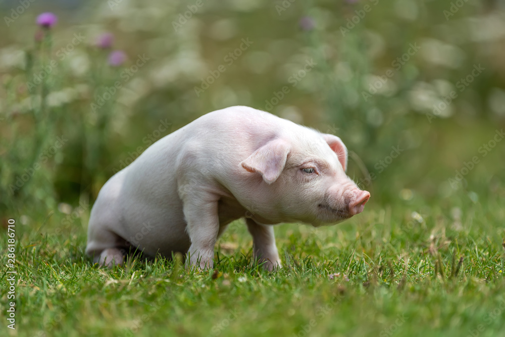 Young funny pig on a green grass Young funny pig on a green grass