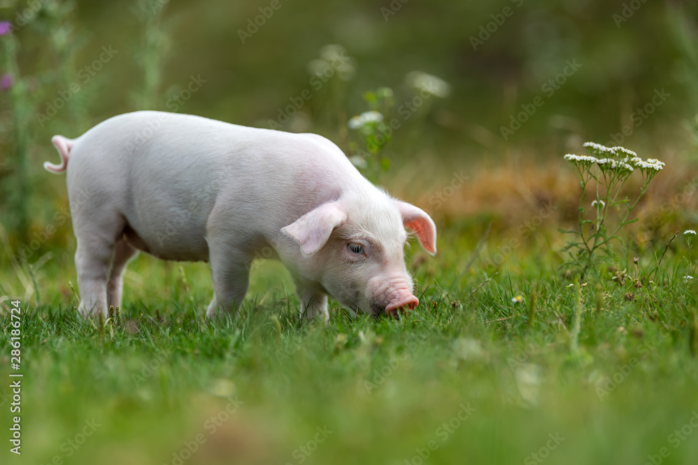 Young funny pig on a green grass Young funny pig on a green grass
