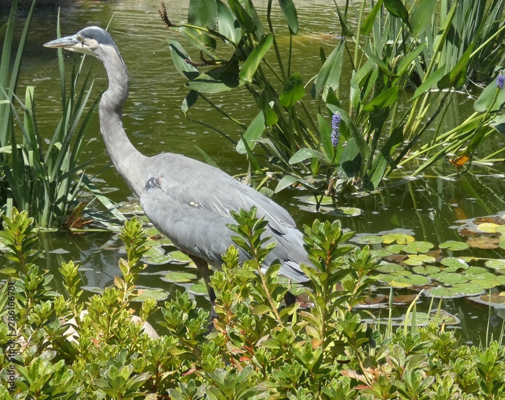Fototapeta premium Beautiful Great Blue Heron Fishing at the Pond
