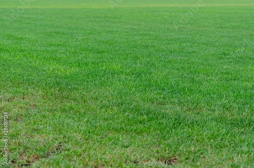 Green grass on the football field. Soccer stadium.