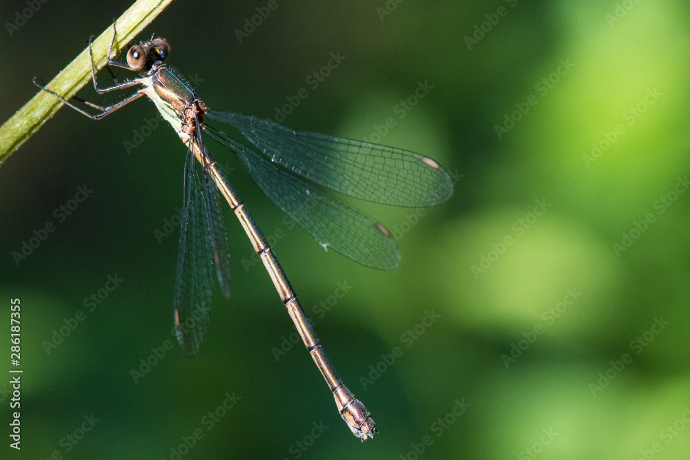 leste vert leste vert