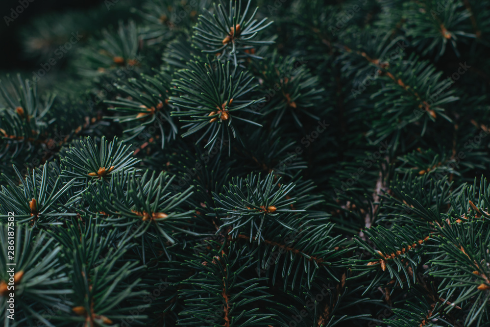 Branches of a spruce ( fir-tree). Christmas wallpaper or postcard concept. Branches of a spruce ( fir-tree). Christmas wallpaper or postcard concept.