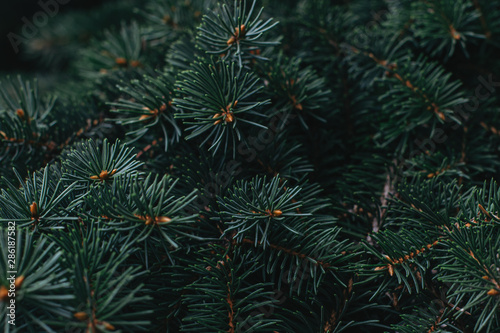 Branches of a spruce ( fir-tree). Christmas wallpaper or postcard concept.