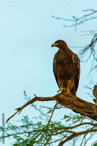 African Eagle