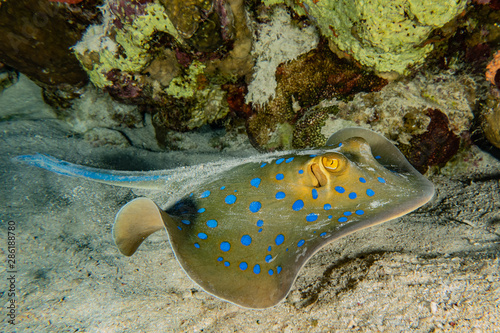 Blue spotted stingray On the seabed  in the Red Sea