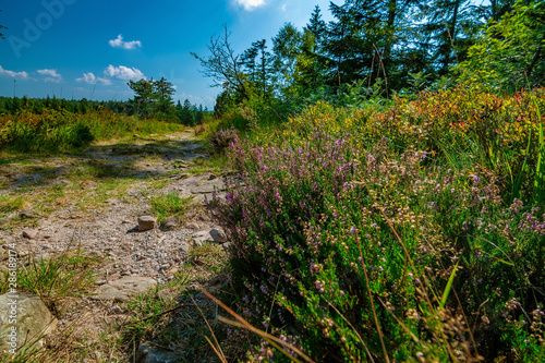 A natural path in the Black Forest / Schwarzwald