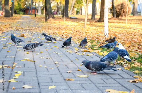 Blue, wild birds, city pigeons in the park.  Autumn, yellow leaves.