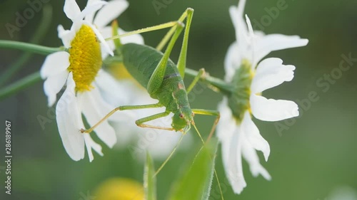 Green bush cricket on beautiful daisy towards green background at shallow depth of field