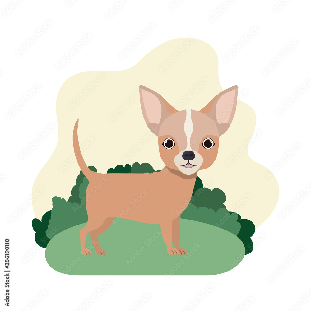cute chihuahua dog on white background cute chihuahua dog on white background
