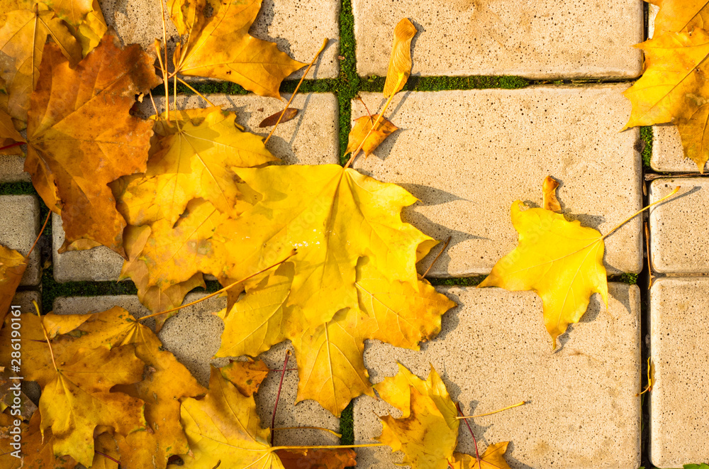 Obraz premium Urban Autumn landscape - yellow autumn leaves on paving tile