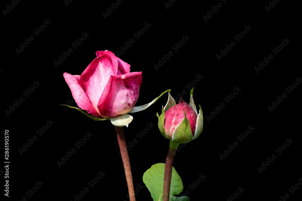 Beautiful big pink roses isolated on black background. Delicate rose macro. Beautiful big pink roses isolated on black background. Delicate rose macro.
