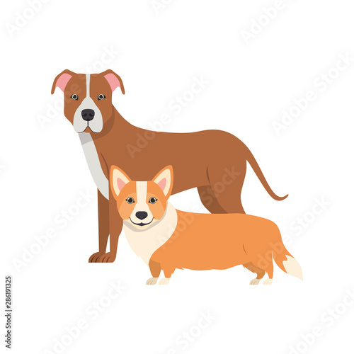 cute and adorable dogs on white background