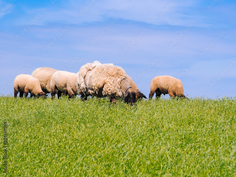 Fototapeta premium A herd of cute little lambs and sheep on fresh green meadow in the dutch dike. Animals walk on field and eats grass. Sheep grazing stream landscape. Spring views