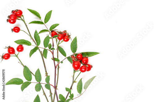 rose hip branch Rosa canina isolated on white