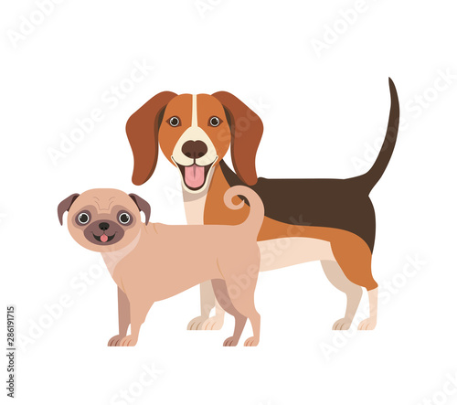 cute and adorable dogs on white background