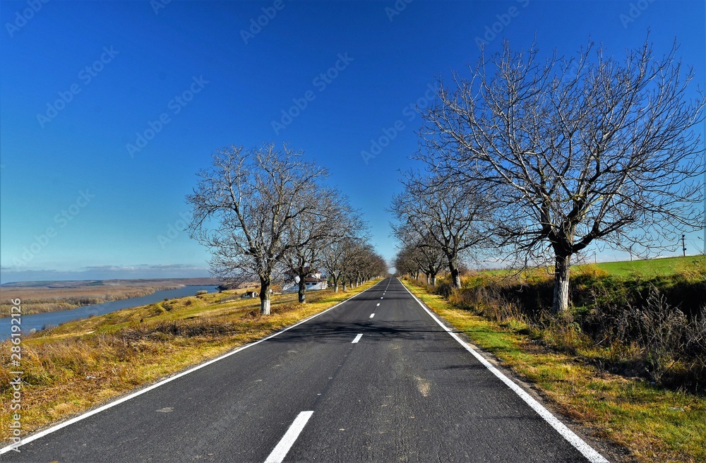 a road with leafless trees