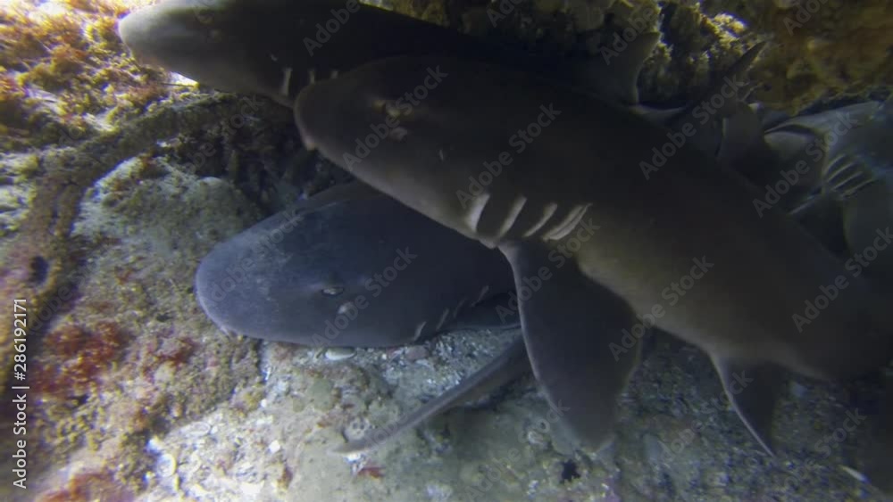 Carpet Sharks Group Close Up. Blind Sharks Or Grey Carpetshark. Calm Bottom Dwelling Sharks Laying Peaceful Together In Colourful Beautiful Rocky Coral Reef Cave. Bottom Dwelling Shark Marine Life