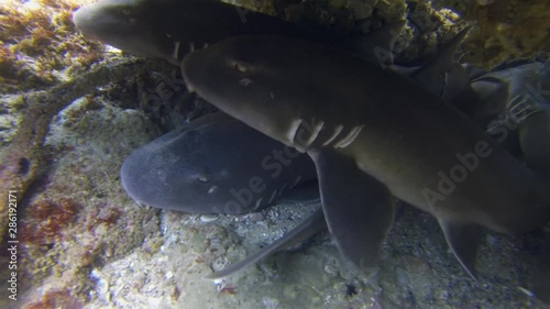 Carpet Sharks Group Close Up. Blind Sharks Or Grey Carpetshark. Calm Bottom Dwelling Sharks Laying Peaceful Together In Colourful Beautiful Rocky Coral Reef Cave. Bottom Dwelling Shark Marine Life photo