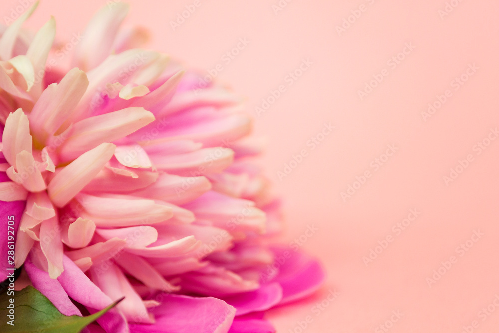 Obraz premium Pink peony flower on pink pastel background close up. There is a place for text.