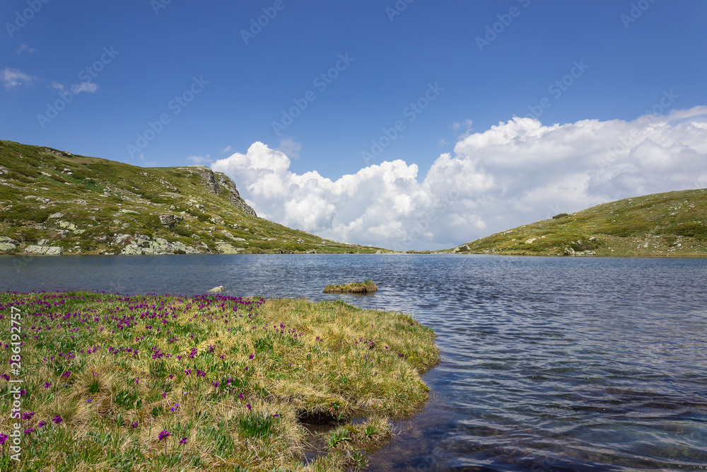 Beautiful purple flowers and green and yellow grass in front of Rila mountain lake and mountain range and rocky peak from the other side