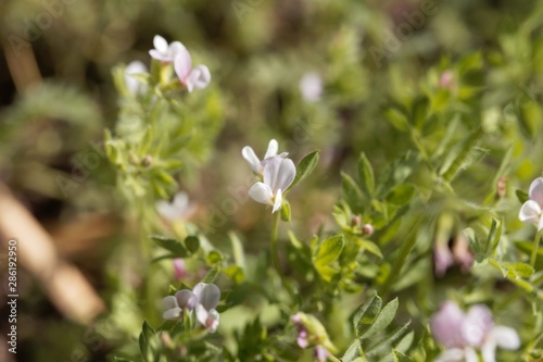 Flower of a serradella, Ornithopus sativus. photo