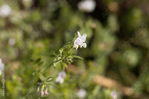 Flower of a serradella, Ornithopus sativus. photo