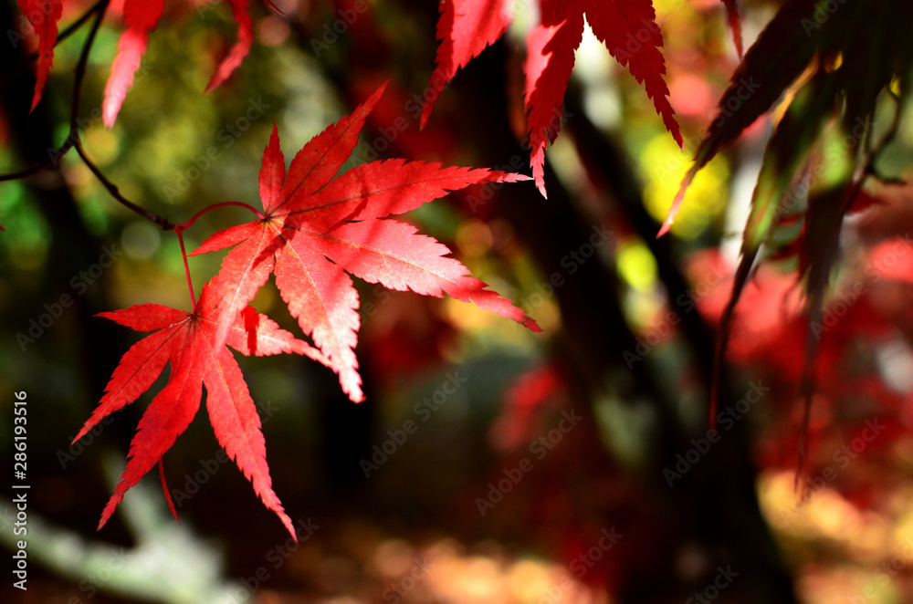 Couple red maple leaves in forest in autumn. Close up. Couple red maple leaves in forest in autumn. Close up.