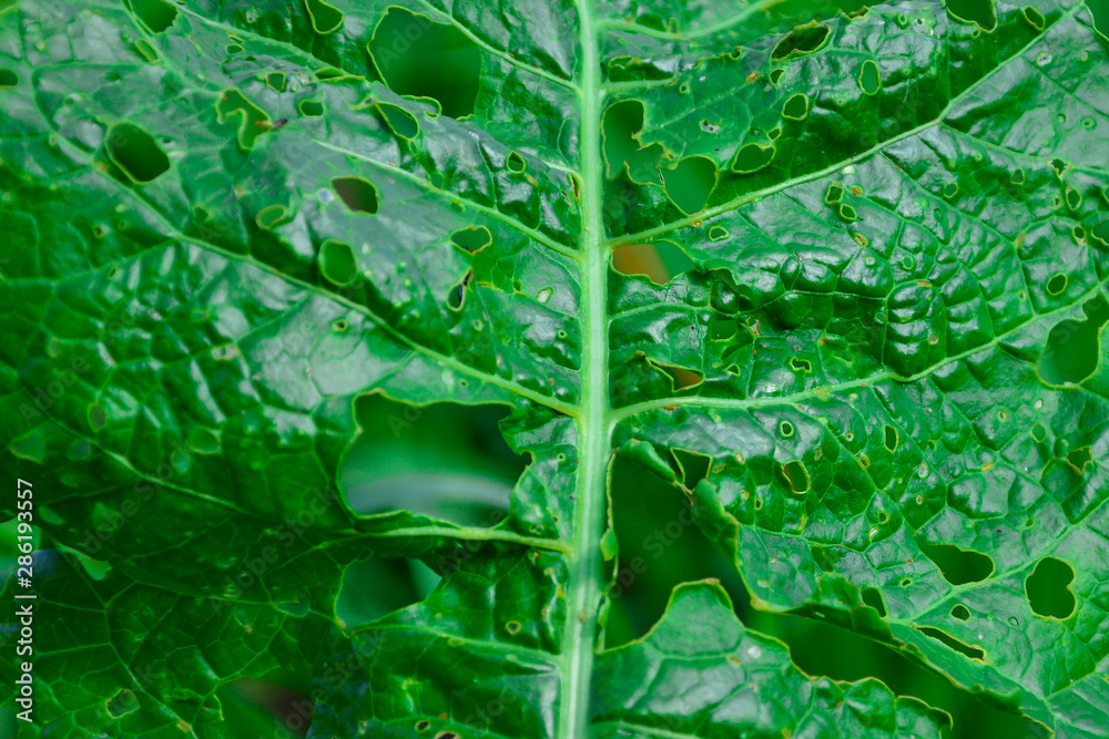Obraz premium Leaf with holes eaten by pests. Selective focus. Abstract nature background.