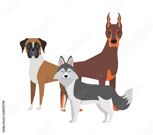 set of adorable dogs on white background